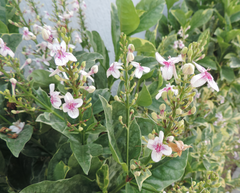 Pseuderanthemum carruthersii