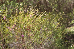 Melaleuca thymifolia