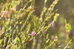Melaleuca thymifolia
