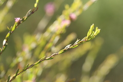 Melaleuca thymifolia