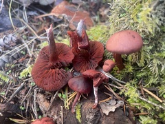 Cortinarius rufosanguineus