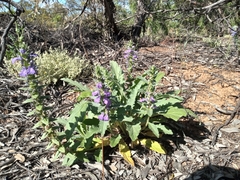 Ajuga australis