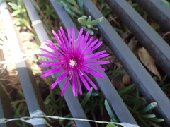Delosperma
