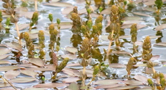 Potamogeton cheesemanii