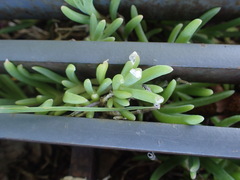 Delosperma
