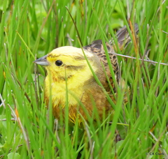 Emberiza citrinella caliginosa