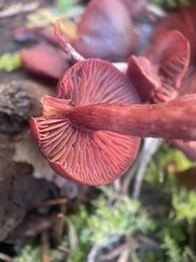 Cortinarius rufosanguineus