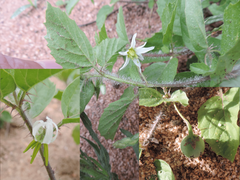 Solanum fernandesii