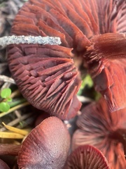 Cortinarius rufosanguineus