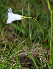 Wahlenbergia albomarginata