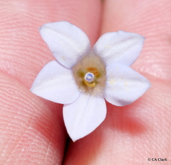 Wahlenbergia albomarginata