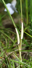 Wahlenbergia albomarginata