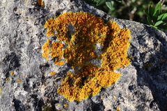 Xanthoria aureola