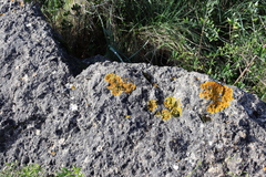 Xanthoria aureola