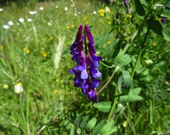 Vicia villosa