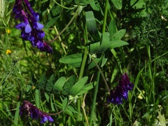 Vicia villosa