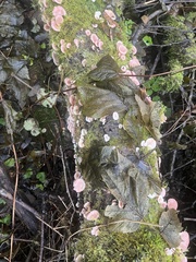 Scytinotus longinquus