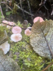 Scytinotus longinquus