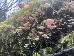 Scytinotus longinquus