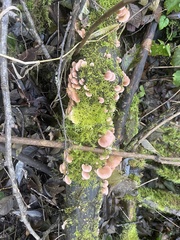 Scytinotus longinquus