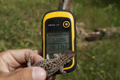 Lacerta agilis exigua