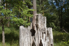Lacerta agilis exigua