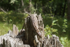 Lacerta agilis exigua