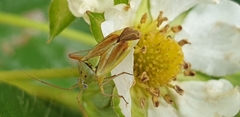 Closterotomus