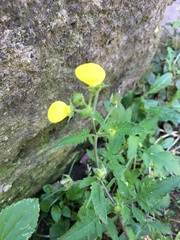 Calceolaria tripartita