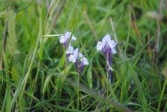 Linaria amethystea
