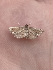 Neomusotima conspurcatalis