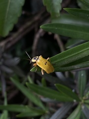 Chauliognathus flavipes