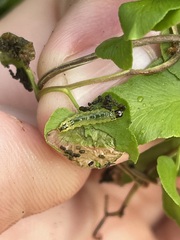 Neomusotima conspurcatalis