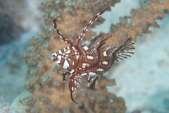 Novaculichthys taeniourus