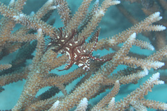 Novaculichthys taeniourus