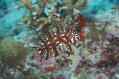 Novaculichthys taeniourus