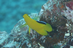 Centropyge woodheadi