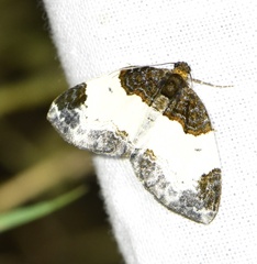 Mesoleuca albicillata