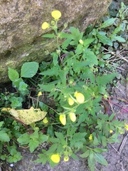 Calceolaria tripartita
