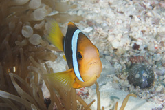 Amphiprion chrysopterus
