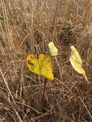 Populus heterophylla