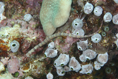 Corythoichthys haematopterus