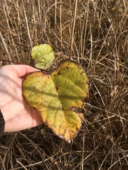 Populus heterophylla