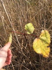 Populus heterophylla