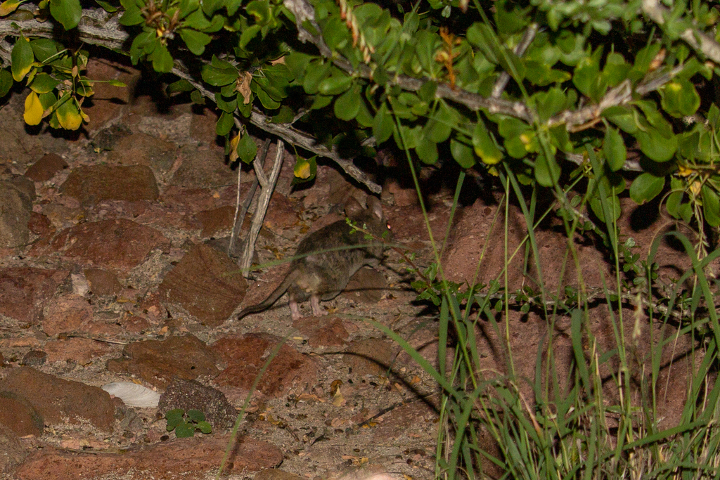 Bryant's Woodrat in October 2022 by Tania Pérez Fiol · iNaturalist