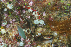 Corythoichthys amplexus