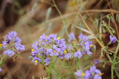 Solanum pinnatum