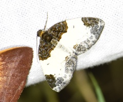 Mesoleuca albicillata