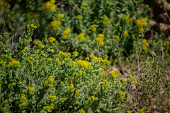 Coulterella capitata