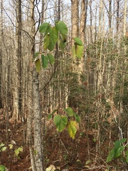 Populus heterophylla
